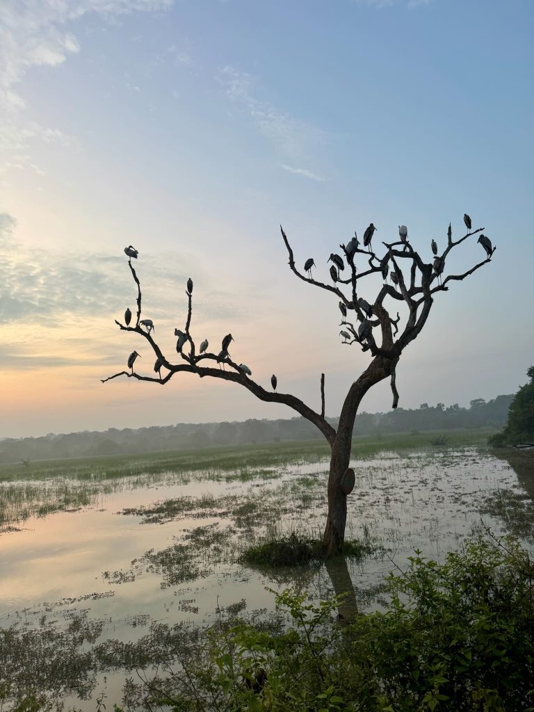 Vögel auf einem Baum