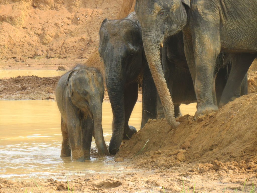 Elefanten am Wasserloch